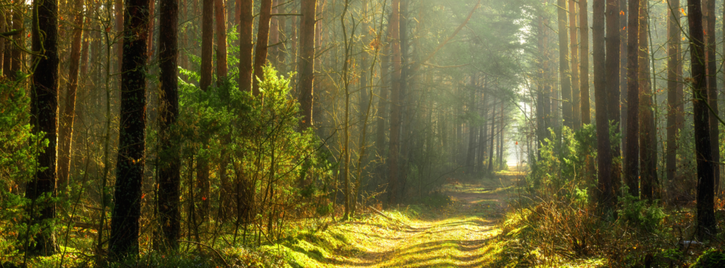 An image of a woodland path