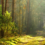 An image of a woodland path