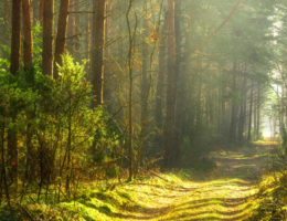 An image of a woodland path