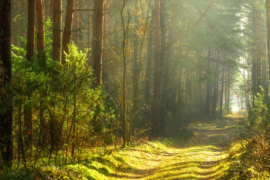 An image of a woodland path